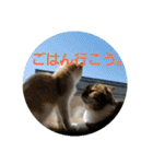 ひこ＆くー 3（個別スタンプ：27）