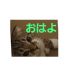ひこ＆くー 3（個別スタンプ：30）
