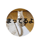 ひこ＆くー 3（個別スタンプ：35）