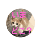ひこ＆くー 3（個別スタンプ：39）