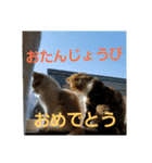 ひこ＆くー 3（個別スタンプ：40）