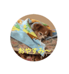 ここぁ＆ちょこ（個別スタンプ：6）