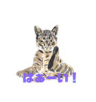 手書き猫達の大阪弁つぶやき（個別スタンプ：21）