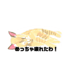 手書き猫達の大阪弁つぶやき（個別スタンプ：23）