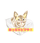 手書き猫達の大阪弁つぶやき（個別スタンプ：31）