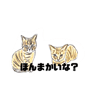 手書き猫達の大阪弁つぶやき（個別スタンプ：33）