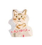 手書き猫達の大阪弁つぶやき（個別スタンプ：34）