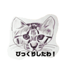 手書き猫達の大阪弁つぶやき（個別スタンプ：36）