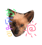 のんdog（個別スタンプ：1）