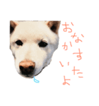 のんdog（個別スタンプ：3）