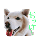 のんdog（個別スタンプ：4）