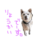 のんdog（個別スタンプ：5）