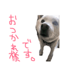 のんdog（個別スタンプ：6）