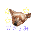 のんdog（個別スタンプ：7）