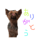 のんdog（個別スタンプ：8）