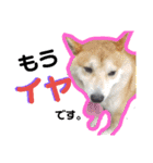 柴犬の伝助ちゃん4（個別スタンプ：6）