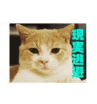 GINGERスタンプ④（個別スタンプ：1）