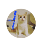 GINGERスタンプ④（個別スタンプ：3）