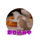 GINGERスタンプ④（個別スタンプ：4）