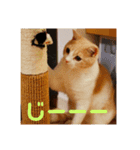 GINGERスタンプ④（個別スタンプ：5）