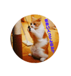 GINGERスタンプ④（個別スタンプ：6）