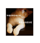 GINGERスタンプ④（個別スタンプ：8）