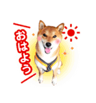 のんびり柴犬のダフ Vol.1 日常会話編（個別スタンプ：9）