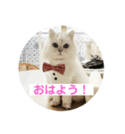 ねここねこパパねこママねこ（個別スタンプ：5）