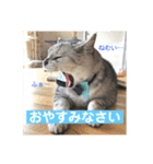 ねここねこパパねこママねこ（個別スタンプ：6）