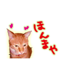 トラ猫ミイちゃん・関西弁（個別スタンプ：8）