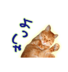 トラ猫ミイちゃん・関西弁（個別スタンプ：10）