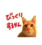 トラ猫ミイちゃん・関西弁（個別スタンプ：11）