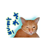 トラ猫ミイちゃん・関西弁（個別スタンプ：20）