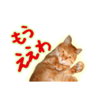 トラ猫ミイちゃん・関西弁（個別スタンプ：25）