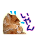 トラ猫ミイちゃん・関西弁（個別スタンプ：29）