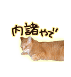 トラ猫ミイちゃん・関西弁（個別スタンプ：31）