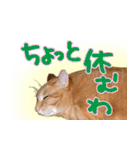 トラ猫ミイちゃん・関西弁（個別スタンプ：38）
