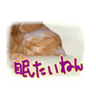 トラ猫ミイちゃん・関西弁（個別スタンプ：39）