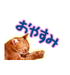 トラ猫ミイちゃん・関西弁（個別スタンプ：40）