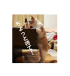 GINGERスタンプ3可愛いくてシュールな猫（個別スタンプ：1）
