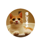 GINGERスタンプ3可愛いくてシュールな猫（個別スタンプ：3）