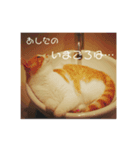 GINGERスタンプ3可愛いくてシュールな猫（個別スタンプ：4）