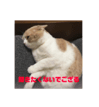 GINGERスタンプ3可愛いくてシュールな猫（個別スタンプ：5）