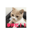 GINGERスタンプ3可愛いくてシュールな猫（個別スタンプ：6）