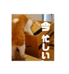 GINGERスタンプ3可愛いくてシュールな猫（個別スタンプ：7）