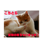 GINGERスタンプ3可愛いくてシュールな猫（個別スタンプ：8）