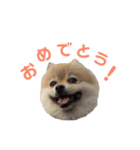 やんスタンプpart2（個別スタンプ：5）