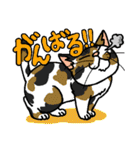 猫とりどり3（個別スタンプ：4）