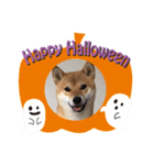 柴ハロウィン（個別スタンプ：1）