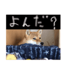 柴ハロウィン（個別スタンプ：2）